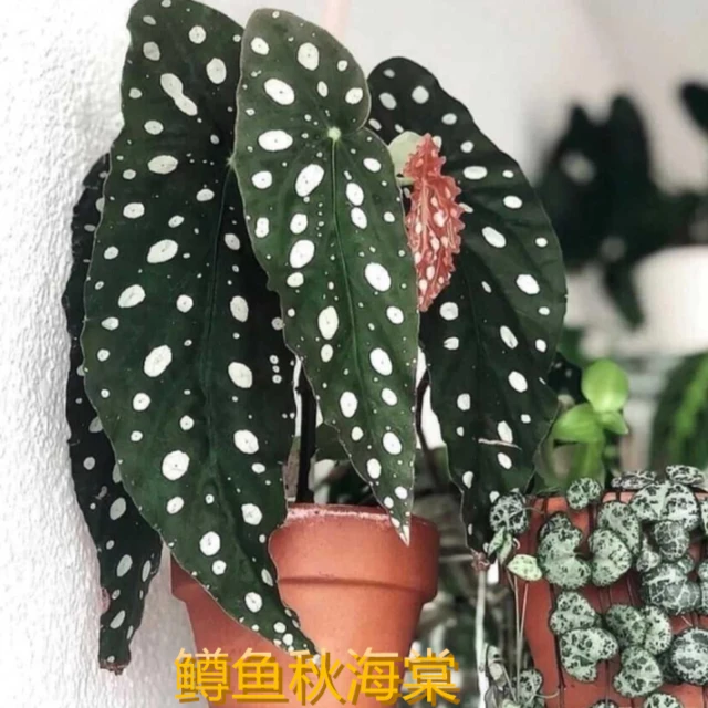 【招牌!】鳟鱼秋海棠ins风网红盆栽室内创意观叶绿植