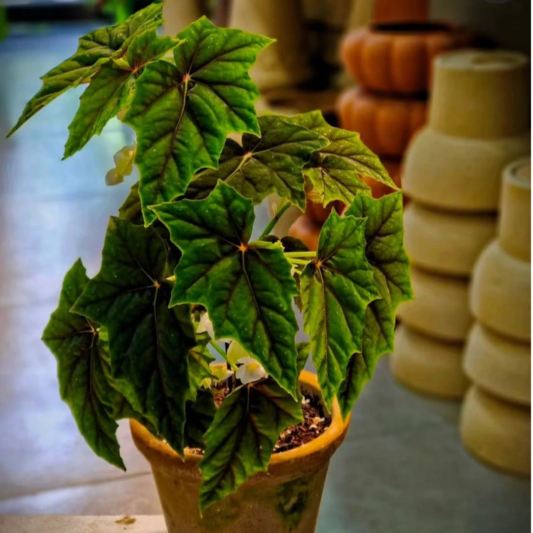 【卢贝尔盖秋海棠】ins风网红盆栽室内创意观叶绿植爆盆