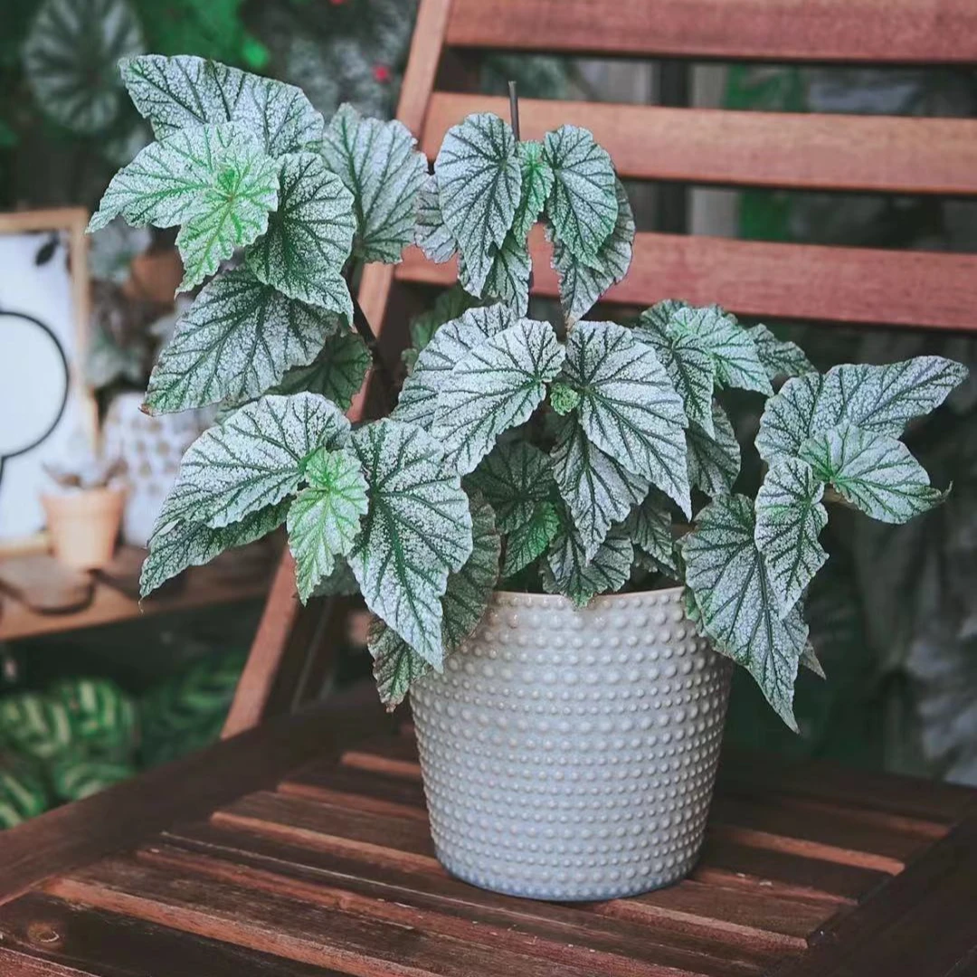 【糖米勒秋海棠】ins风网红盆栽室内创意观叶绿植爆盆