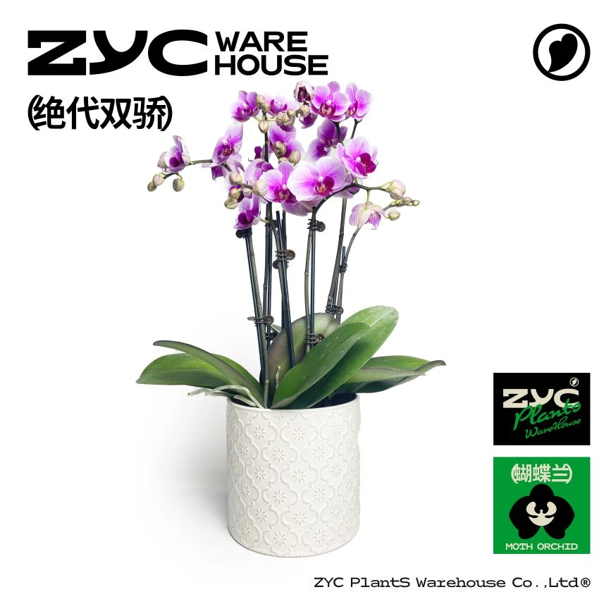 绝代双骄-2.8寸三珠多梗组盆蝴蝶兰中杯A级盆栽【植营仓】