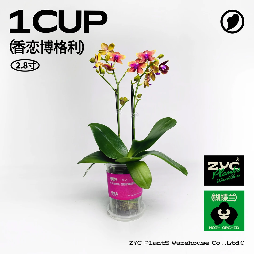 香恋博格利-2.8 寸蝴蝶兰中杯A级盆栽【植营仓】