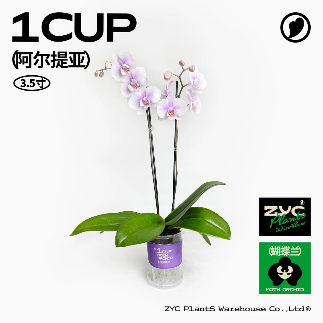 【植营仓】易杯蝴蝶兰3.5寸中杯A级盆栽-双梗阿尔提亚