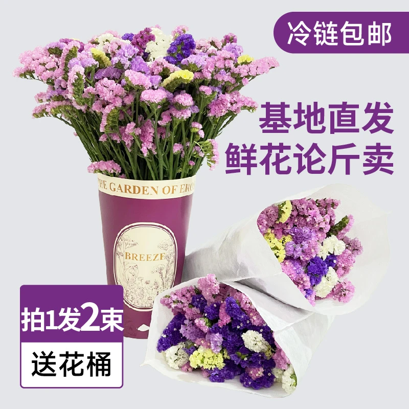 云南直发带花桶,勿忘我鲜花干花花束两束加定制花桶