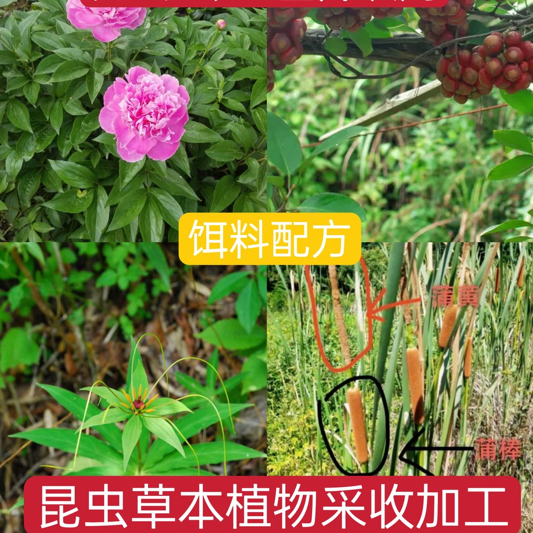 大潘商行内部资料配方、屎壳郎西瓜虫竹蜂蟋蟀土元牛虻虫饵料技术