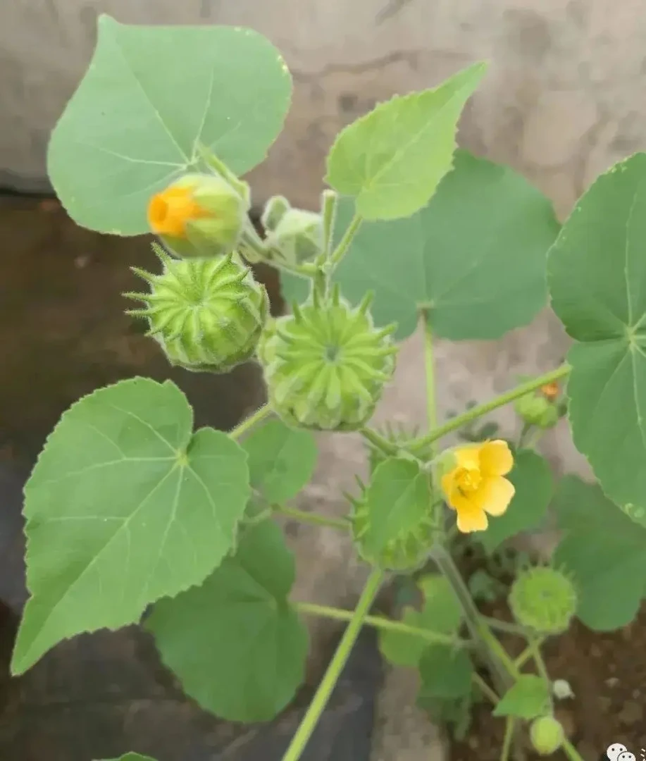 精选苘麻子，青麻子，野麻，磨盘草子，苘麻籽，绿植园艺