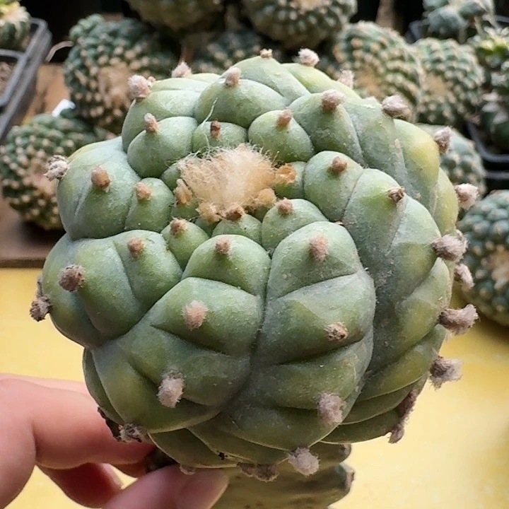 仙人球一代侧芽7.1公分1049