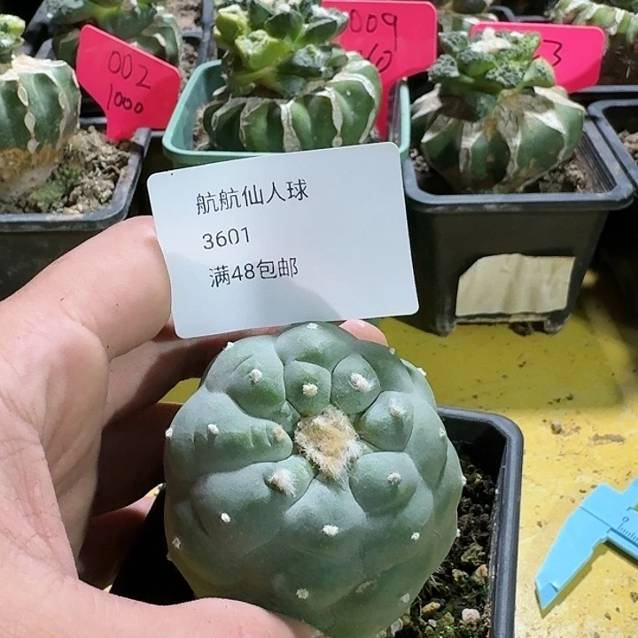 仙人球苗接开花3601