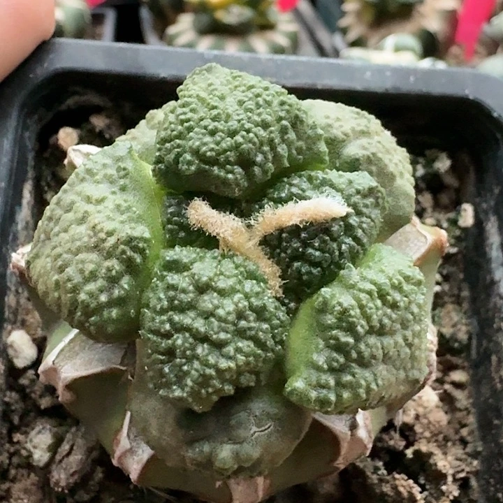 仙人球苗接大尤连山4.5公分040