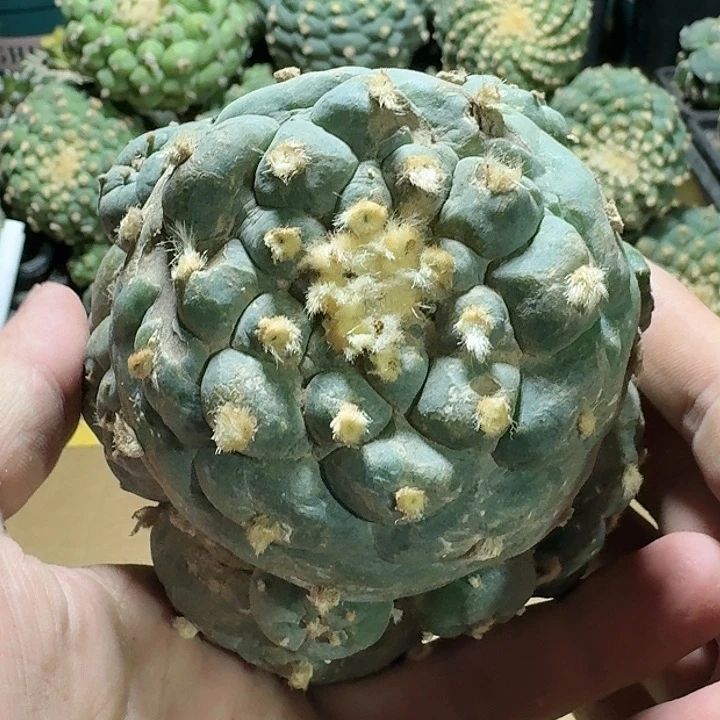 仙人球一代侧芽满48包邮1247