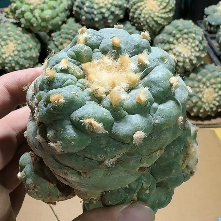 仙人球满48包邮有伤1262