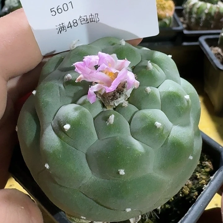 仙人球苗接开花5601