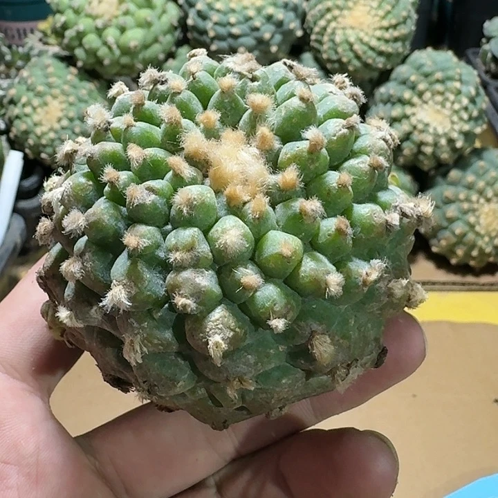 仙人球一代侧芽7.8公分1239