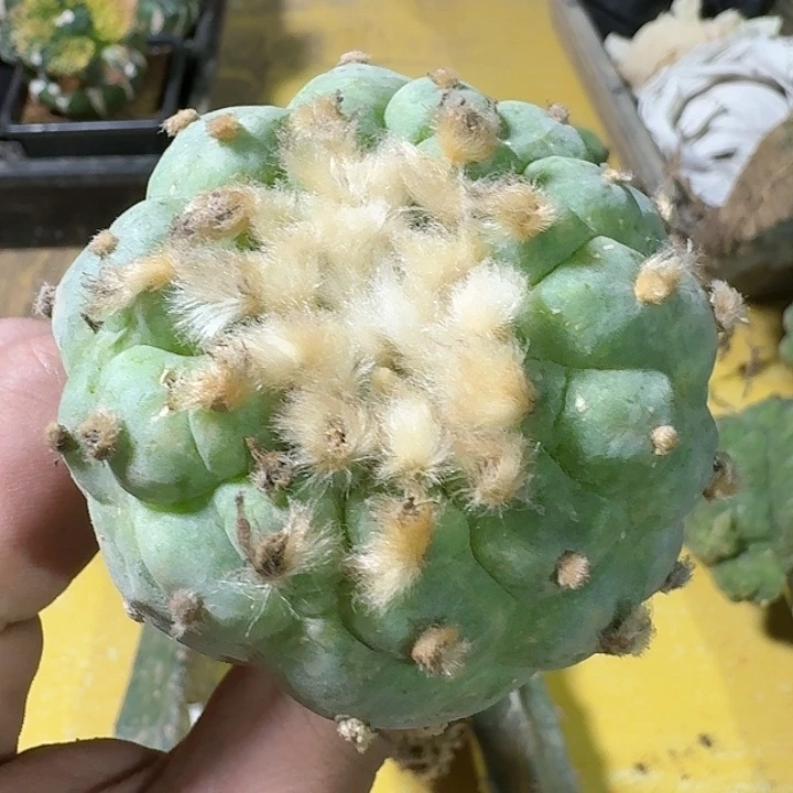 仙人球一代侧芽6.4公分188