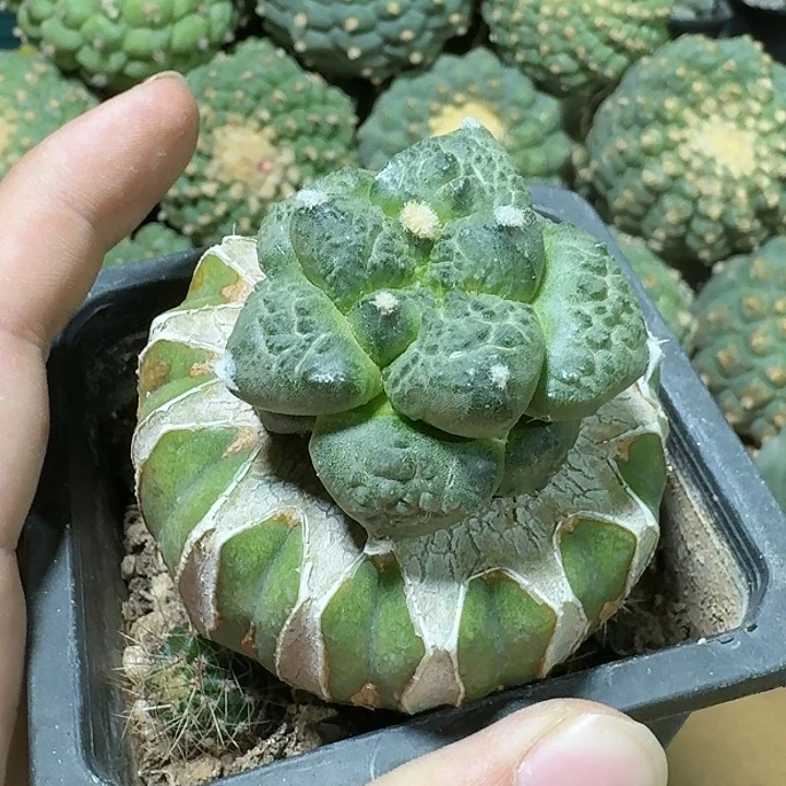 仙人球苗接连山4.3公分1301