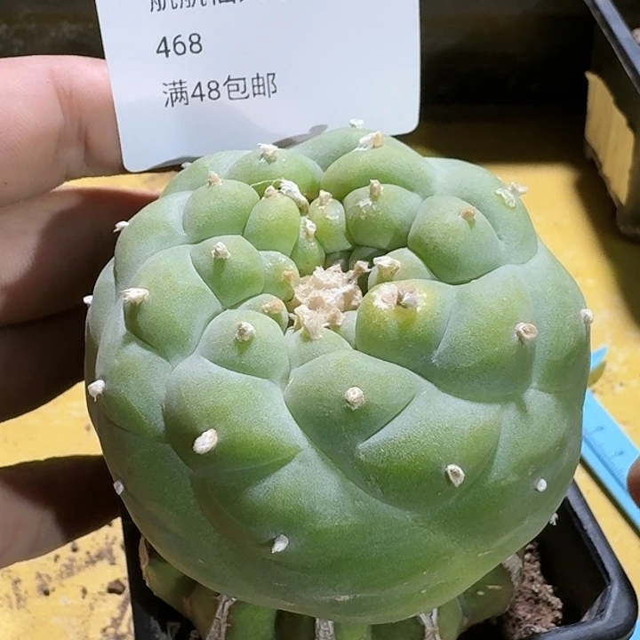 仙人球苗接开花468