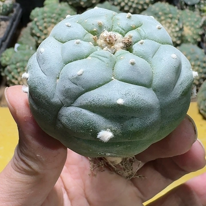 仙人球自根6公分1086