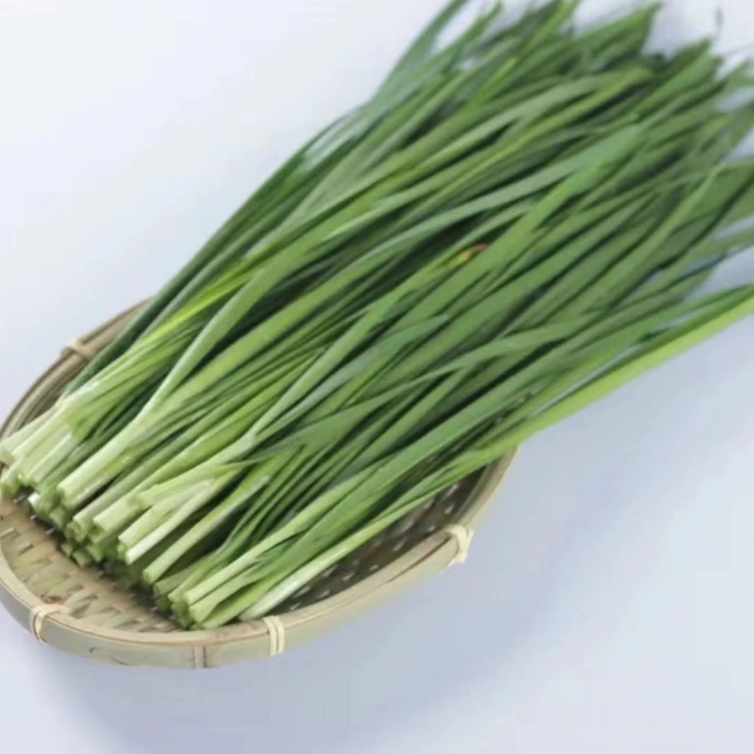 新鲜的韭菜 1扎220g±20g