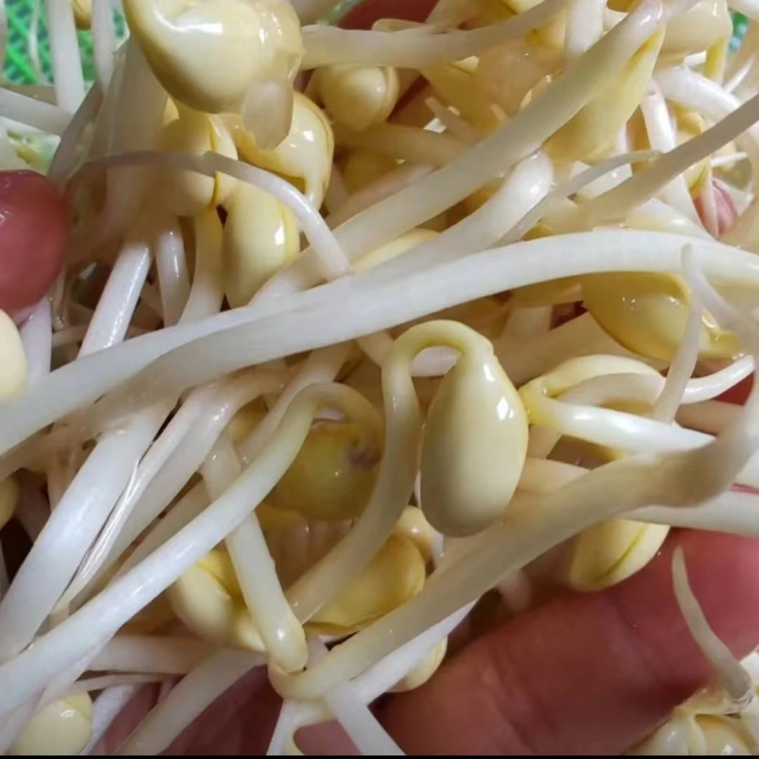 【新鲜】短黄豆芽  300g 回购率高