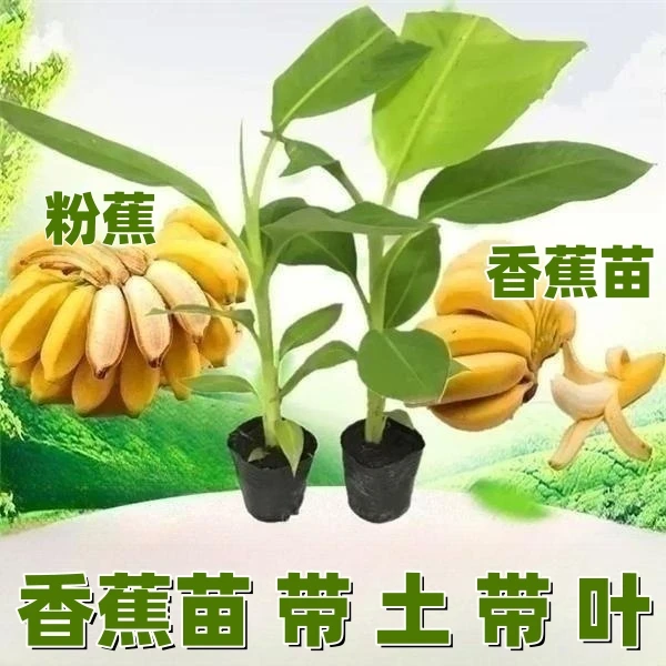 香蕉苗红美人香蕉树苗芭蕉树粉蕉盆地栽南方庭院树苗种植当年结果