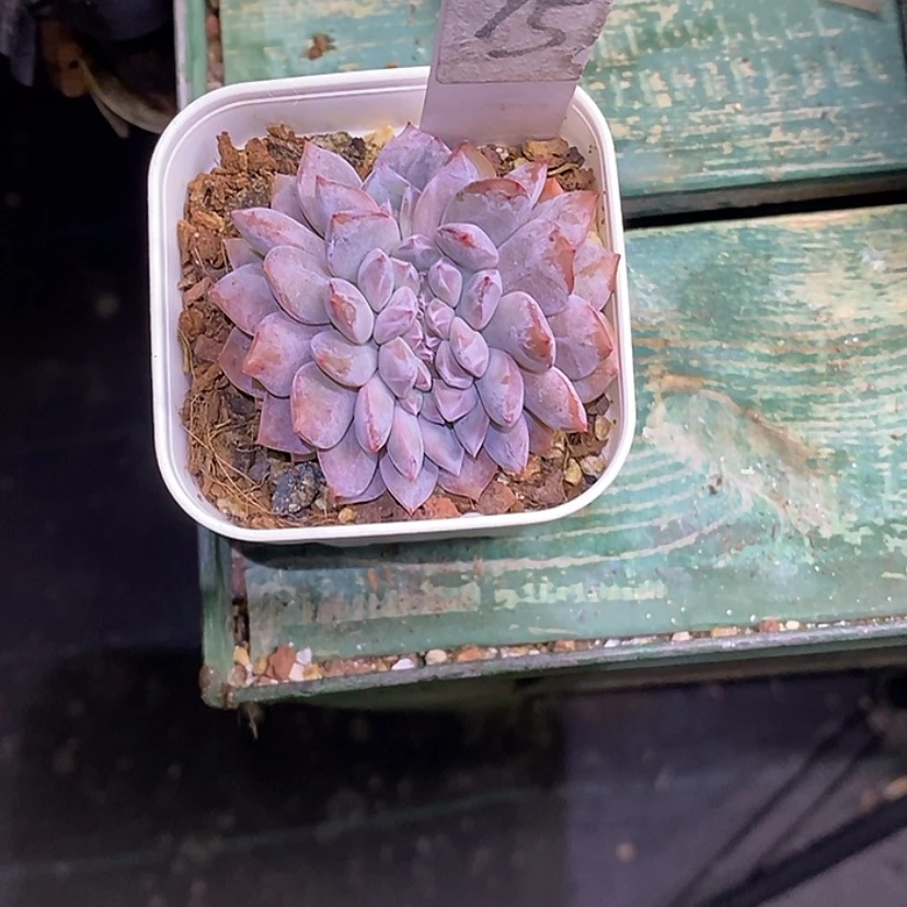 【闪购商品】星影缀15