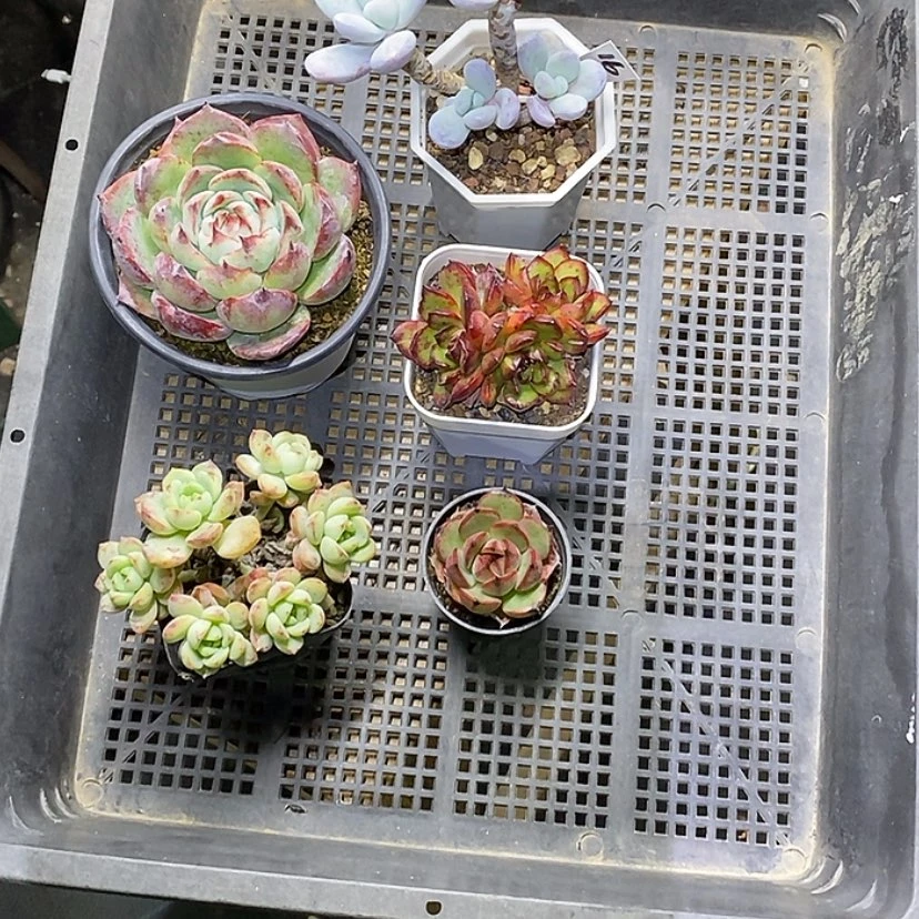 【闪购商品】16号一筐