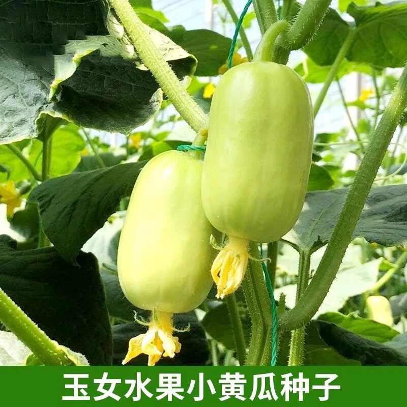 【玉女水果黄瓜种子】脆甜拇指小黄瓜种籽四季秋阳台盆栽易种蔬菜种