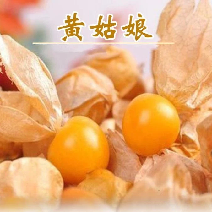 【菇娘果种子】洋姑娘水果甜菇娘果大菇娘子东北浆果水果蔬菜种子