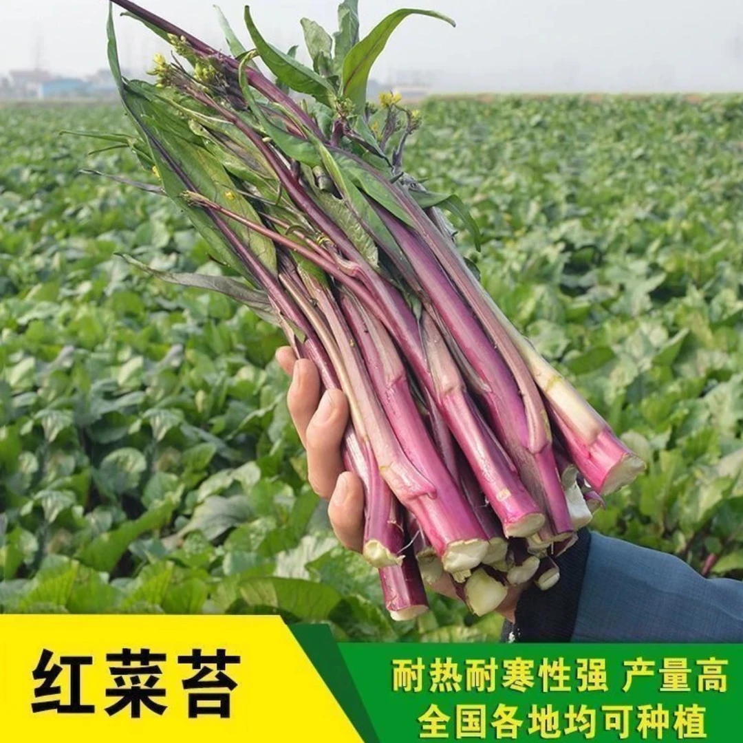 【红菜苔种子】红菜苔种子四季菜心菜苔蔬菜孑菜芯莱菜籽心籽种