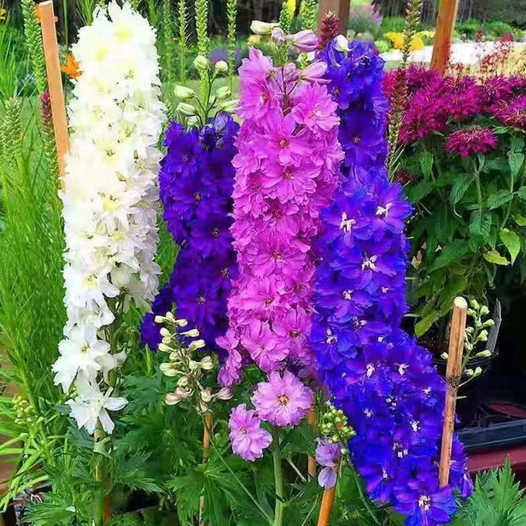 【飞燕草种子】大花飞燕草四季开花多年生室外庭院耐寒易种