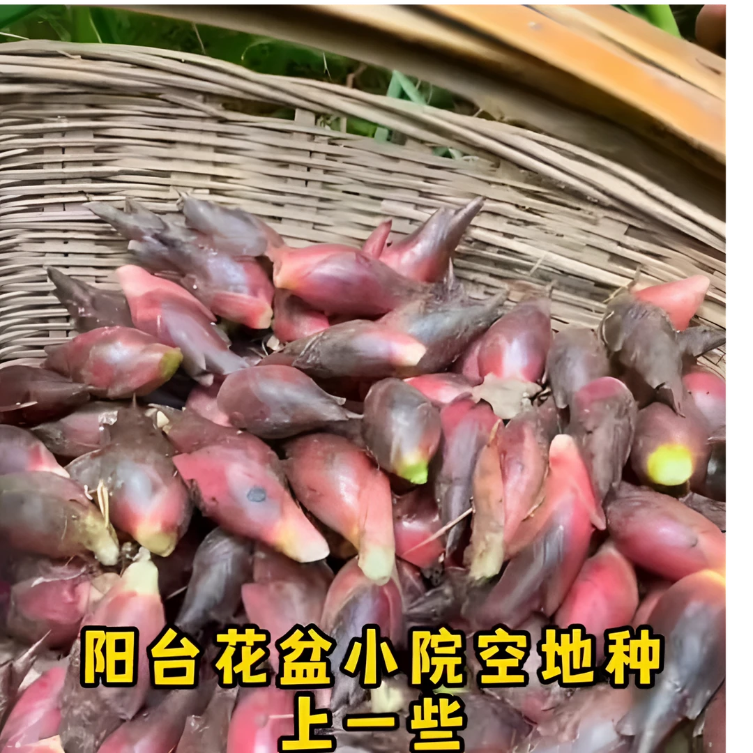 【食用洋荷芽荷姜竹笋种子四季庭院室外种植竹笋种子】
