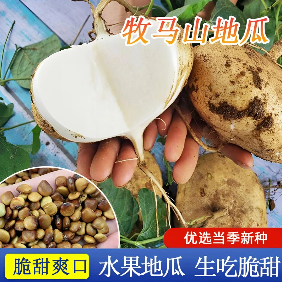 牧马山凉薯种子种籽水果地瓜特大白瓤瓜香甜早熟沙葛土瓜