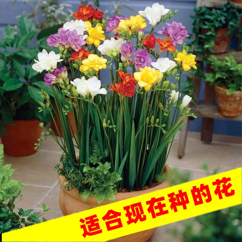 【香雪兰种球】四季开花好养活种球花卉庭院阳台香雪兰鲜花种球好看