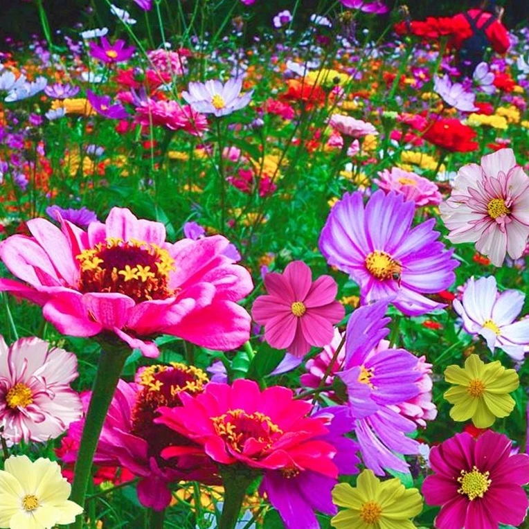 【花草组合】野花组合种子庭院阳台盆栽地载四季易活花籽