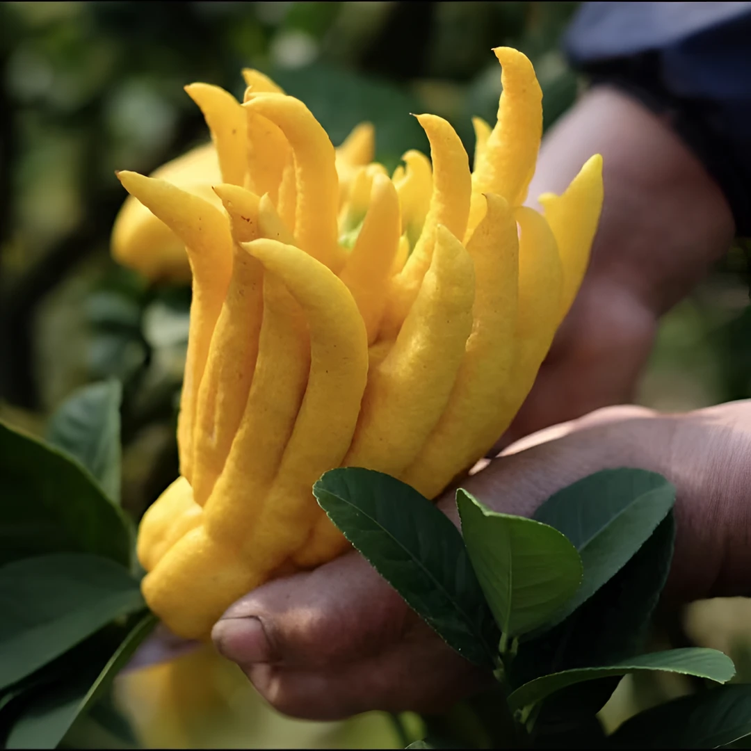佛手柑种子可观赏 可食用 四季播种阳台盆栽小院种植简单高产水果