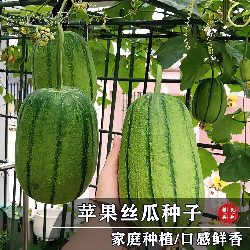 【苹果青丝瓜种子】迷你香肉丝瓜子春秋特色蔬菜种籽播种春季简单
