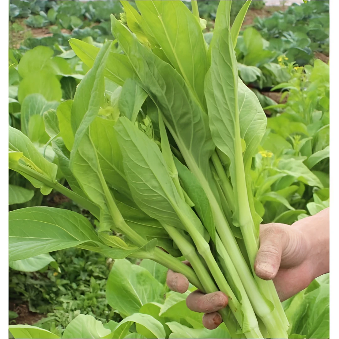 【白菜苔种子】种籽菜种苔菜四季菜心菜苔蔬菜孑菜芯莱菜籽心籽种