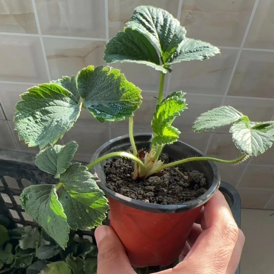 【精品草莓苗带盆带原土发货】莓苗奶油水果盆栽苗四季开花结果