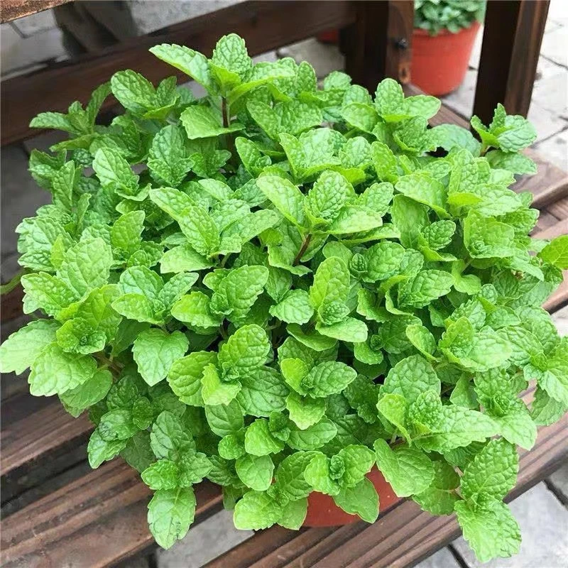 食用薄荷种子四季可播香柠檬薄荷多年生阳台盆栽驱蚊种子播种