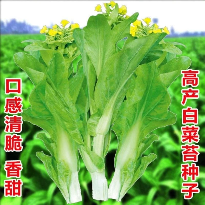 （拍2发3）白菜苔种子四季可种阳台家庭种植脆嫩可口