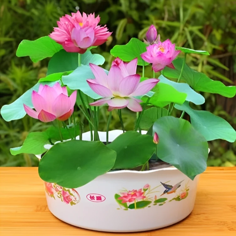 【水培荷花种子】庭院阳台盆栽花卉种子水培植物迷你莲花籽