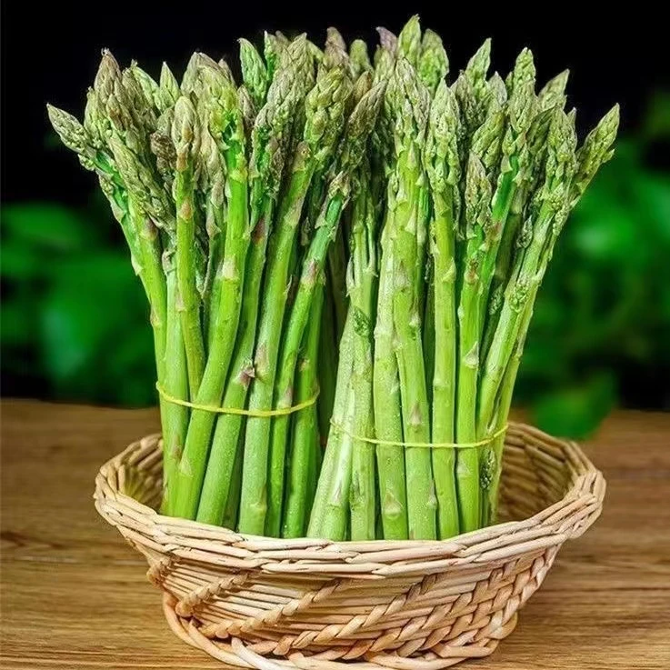 【芦笋种子】四季阳台盆栽嫩绿芦笋春秋庭院种植蔬菜种子