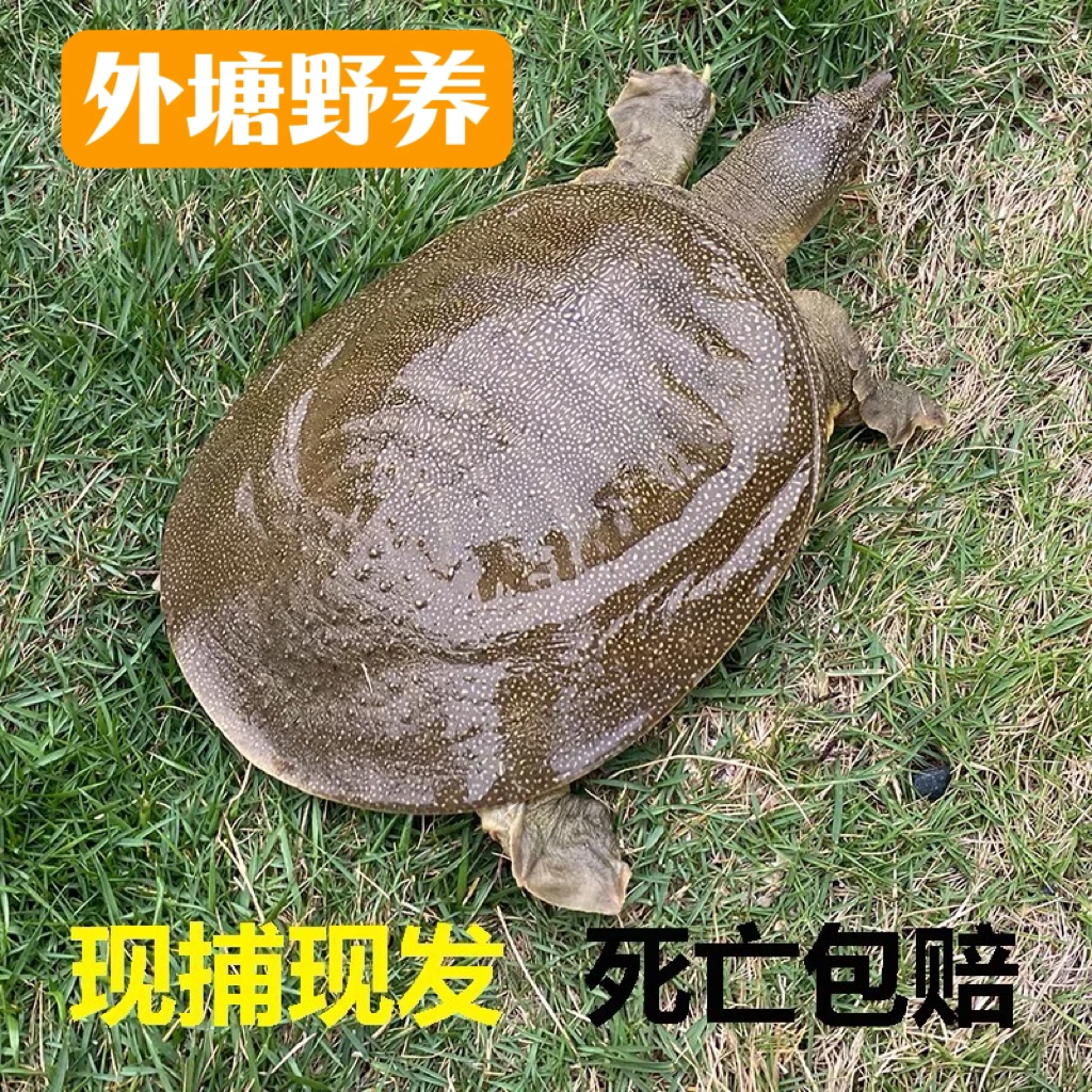 【3只共3.5~4斤】生态鲜活甲鱼王八水鱼中华老鳖滋补生鲜龟
