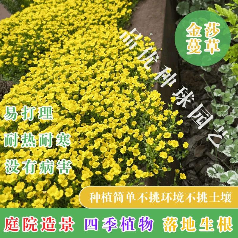 金莎蔓方盘苗盆栽地被植物黄金草阳台庭院花园工程耐晒耐花镜植物
