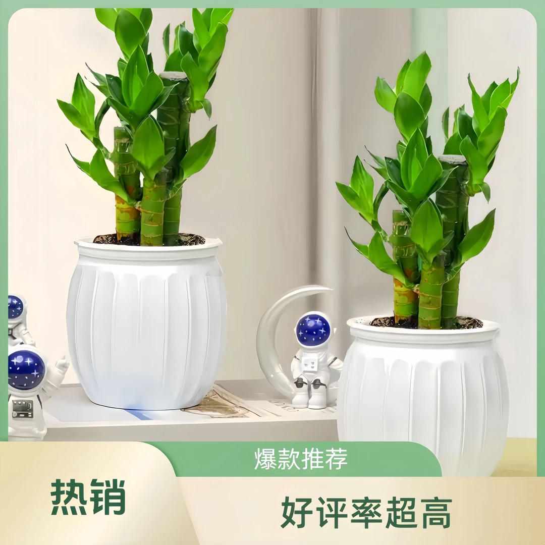 富贵竹盆栽发财竹步步高办公室内植物水培好养桌面绿植四季好养活