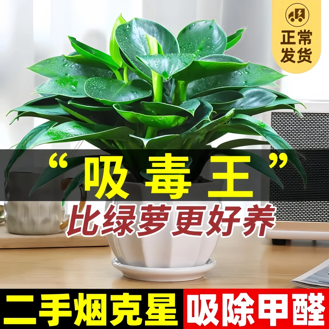 【除甲醛】大叶金钻盆栽室内净化空气绿植花卉水培土培好养四季常青