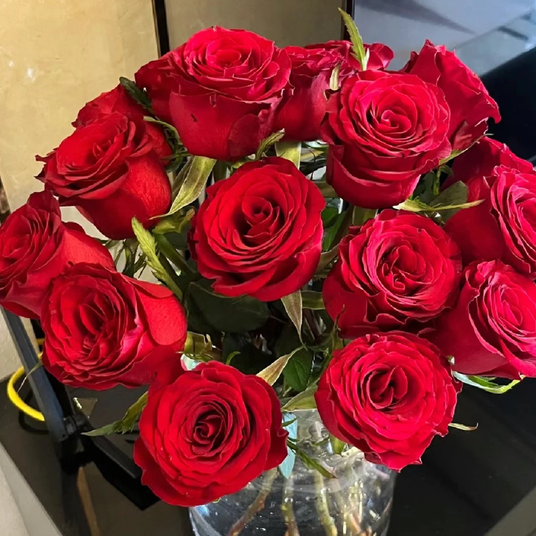 高原红玫瑰一扎，丝绒质感高级红