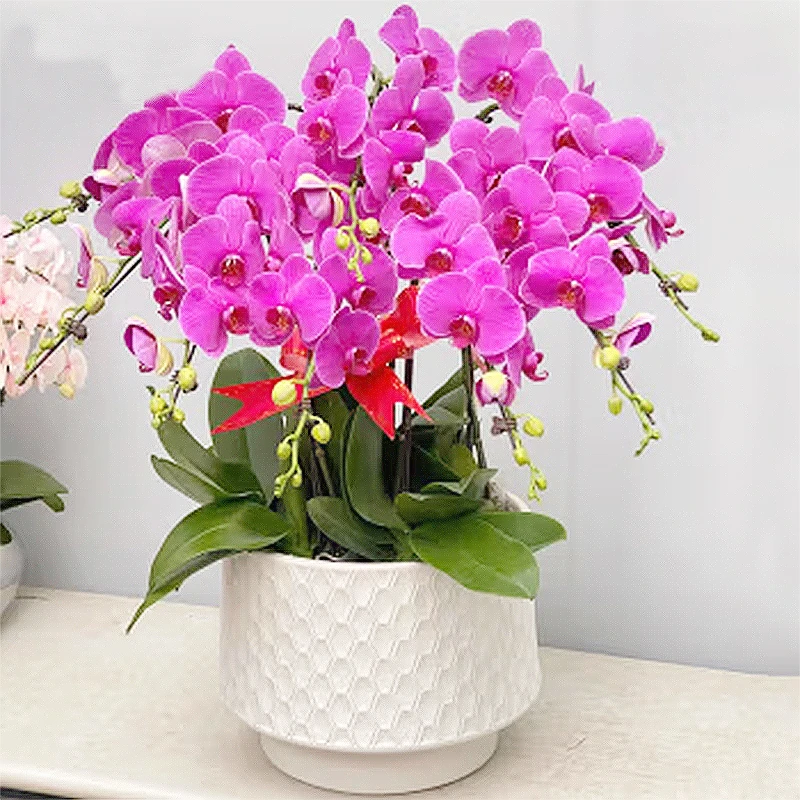 蝴蝶兰盆栽带真鲜花速递同城开业乔迁庆典上海北京年宵花全国配送