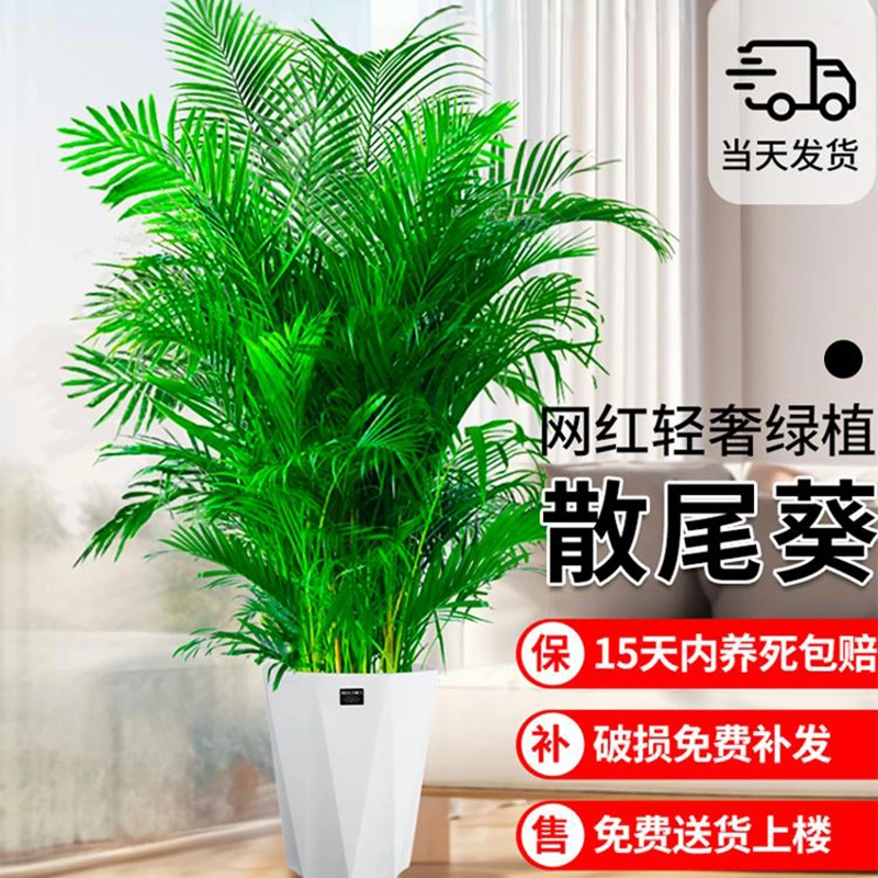 散尾葵植物盆栽客厅绿植大型室内办公室绿植大盆栽发财树信封花束