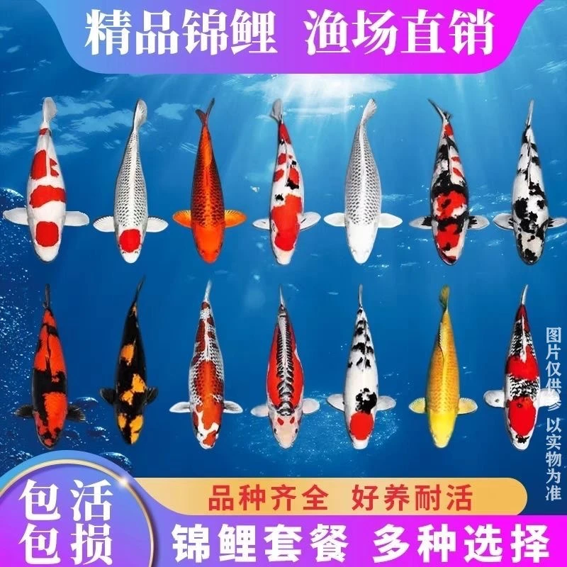 赛正精品红白大正昭和进口血统