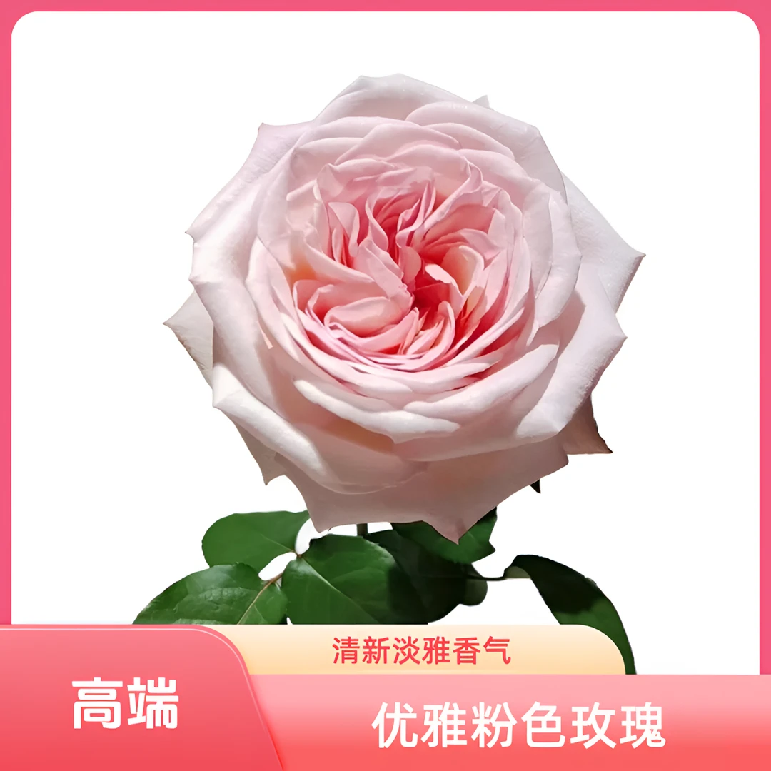 【椿槿花卉】粉荔枝玫瑰 花型饱满圆润 浓郁荔枝香味 云南鲜花直发